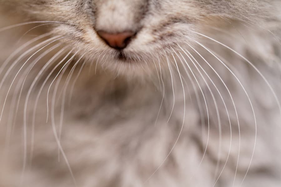 What Is Whiskers Fatigue